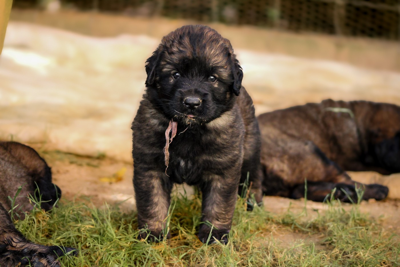 Du Clan Des Monts - Chiots disponibles - Leonberger