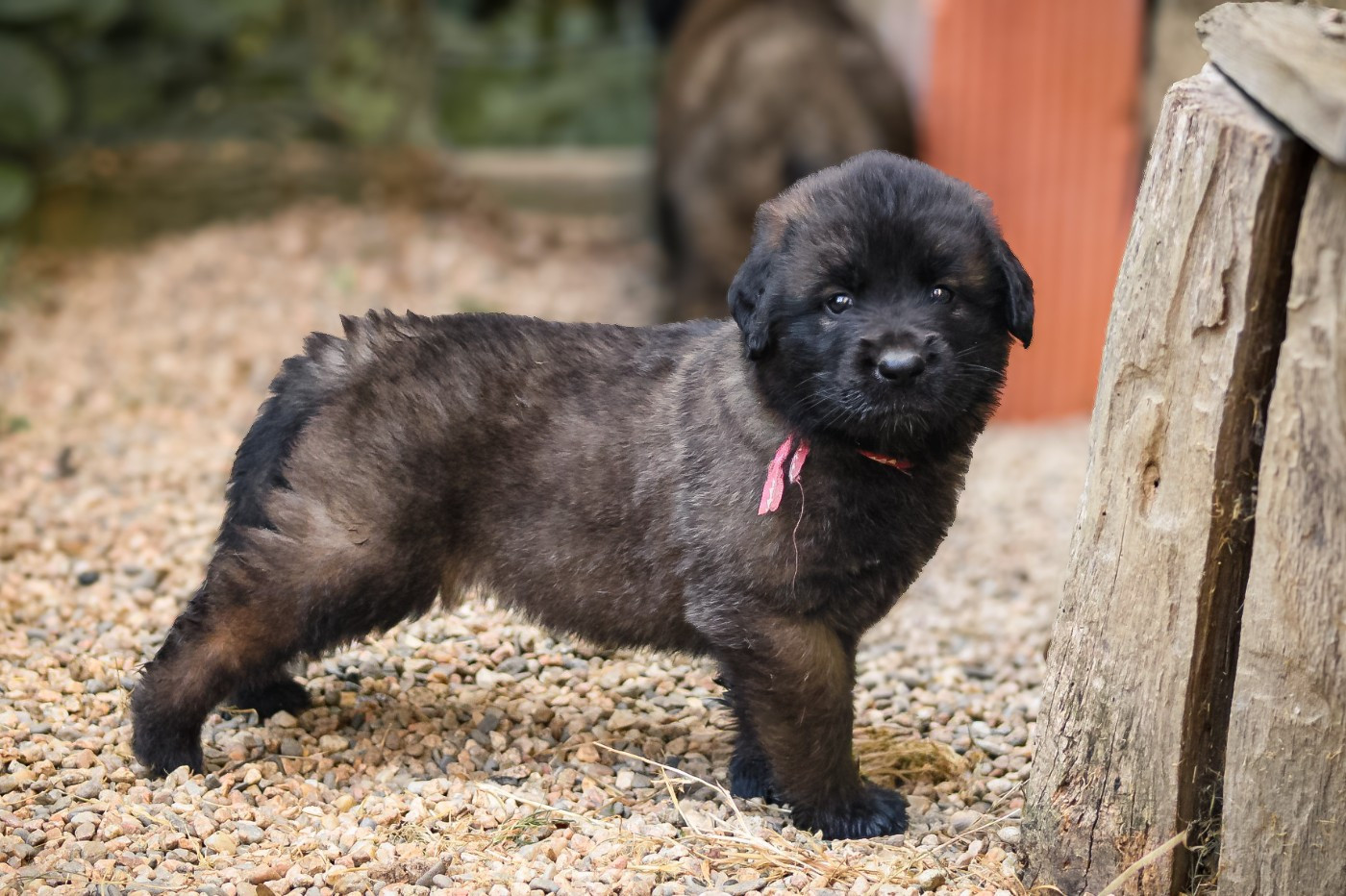 Du Clan Des Monts - Chiots disponibles - Leonberger