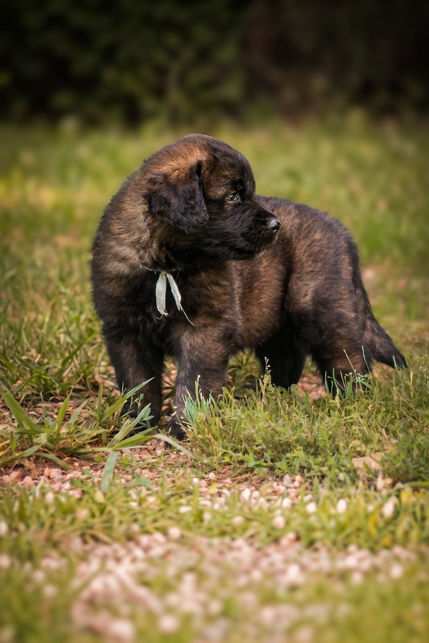 Du Clan Des Monts - Chiots disponibles - Leonberger
