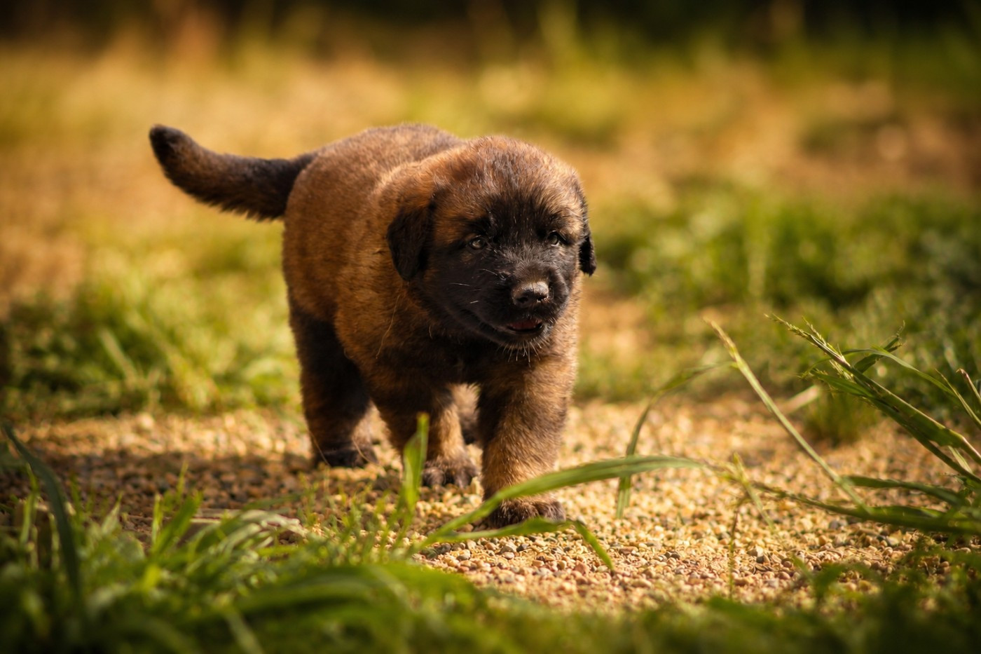 Du Clan Des Monts - Chiots disponibles - Leonberger