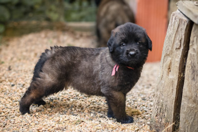 CHIOT 5